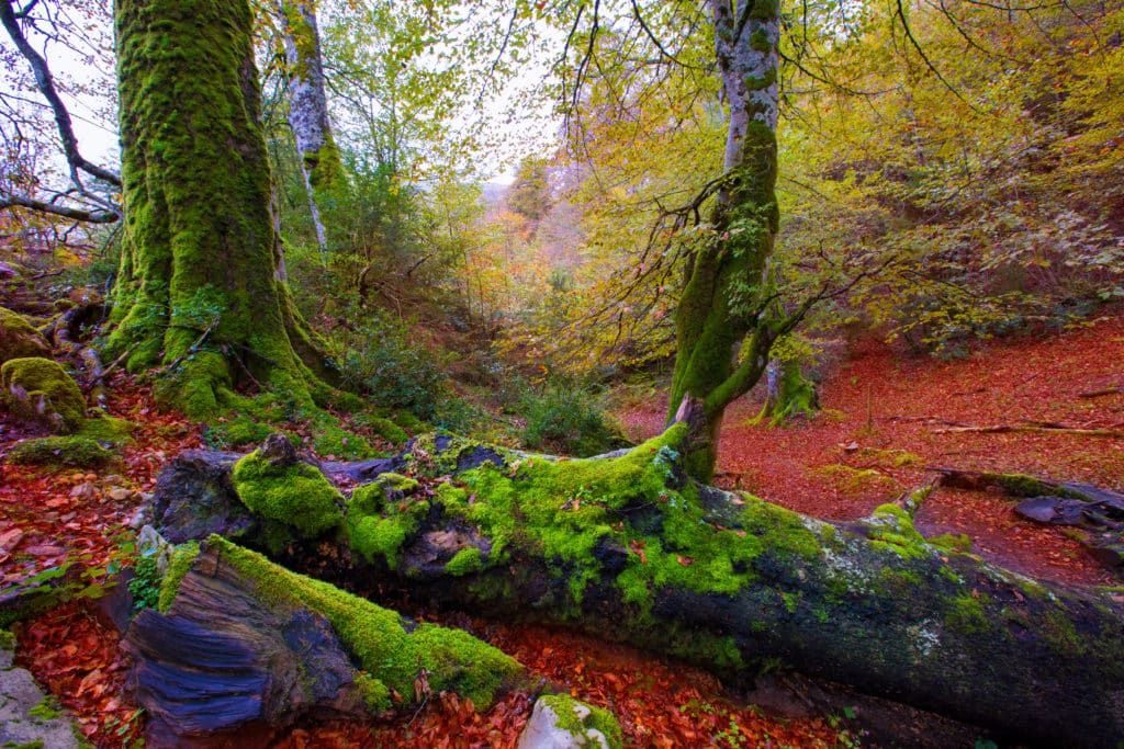 Ruta de los sentidos Selva de Irati